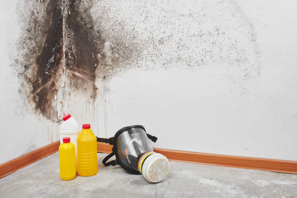 Mold Removal and Inspection in Brentwood, TN