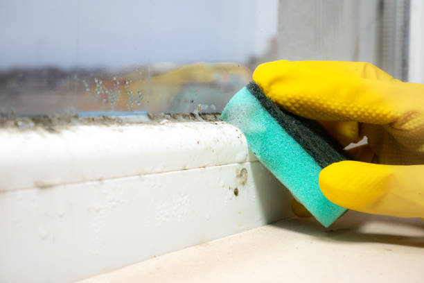 Mold Removal Process in Brentwood, TN