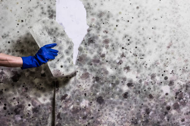 Best Mold Removal Process  in Brentwood, TN